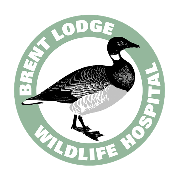 Brent Lodge Wildlife Hospital logo